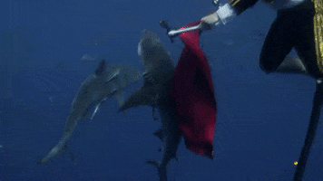 Jackass Matador GIF by Shark Week