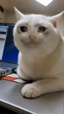 Cat GIF