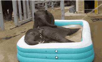 bath bathing GIF