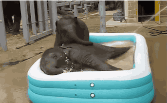 Bath Bathing GIF - Find & Share on GIPHY