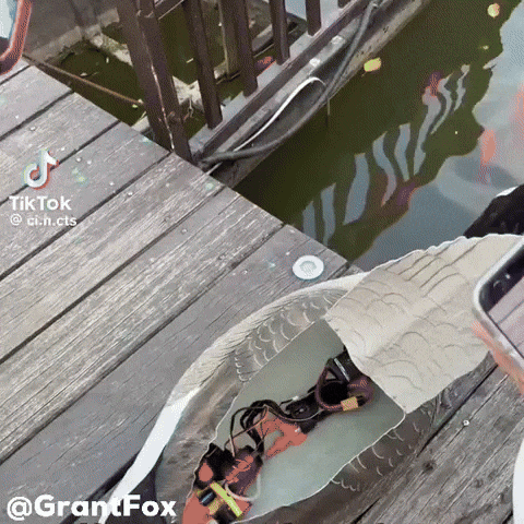 Bird Goose GIF