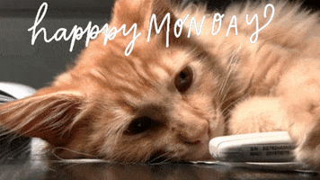 Video gif. A sleepy cat lies on the floor. White text above the cat is written in partial cursive: "Happy Monday."