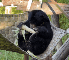 Bears Corn GIF by Oakland Zoo