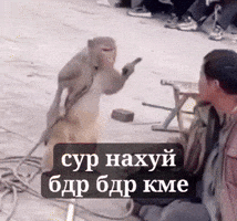 Monkeys GIF