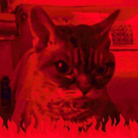 Angry Cat GIF