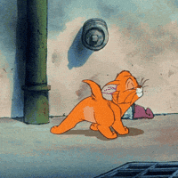 Cat Shaking GIFs
