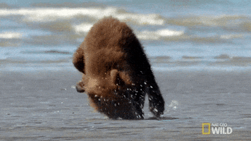 Rolling Around National Geographic GIF by Nat Geo Wild