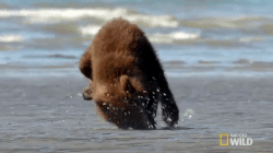 beached bear