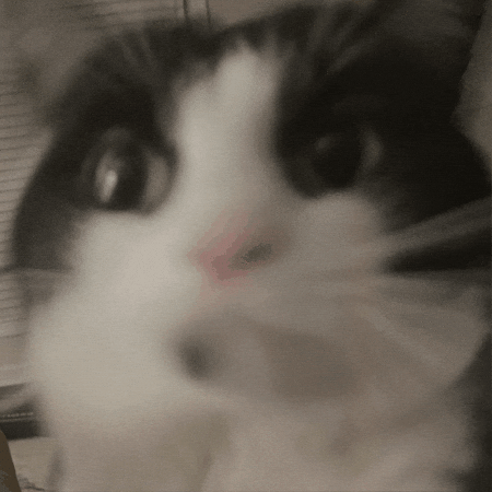 Cat Kitty GIF