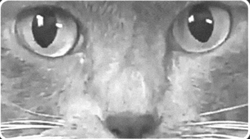What GIF by PBS Brakes
