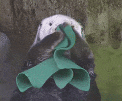 Marine Mammal Rescue GIF
