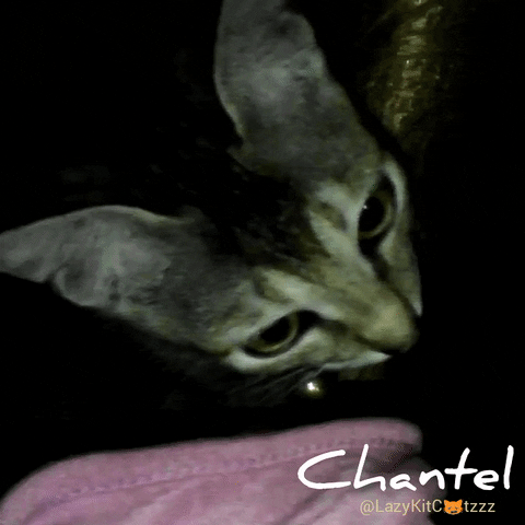 favekania cat #pets #cats #kitty #catsoftwitter #gifcat GIF