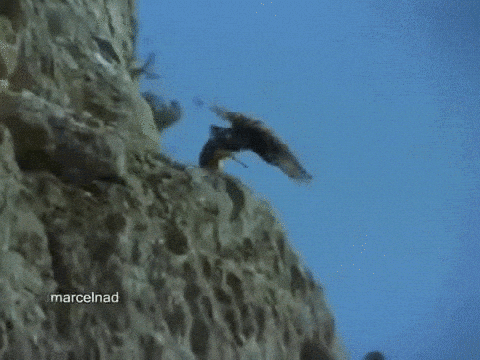 Featured image of post Someone Jumping Off A Cliff Gif If there is a violation of the rules please click the report button and leave a report and also message the moderator team and report the problem