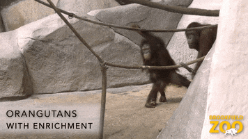 Follow Me Baby GIF by Brookfield Zoo