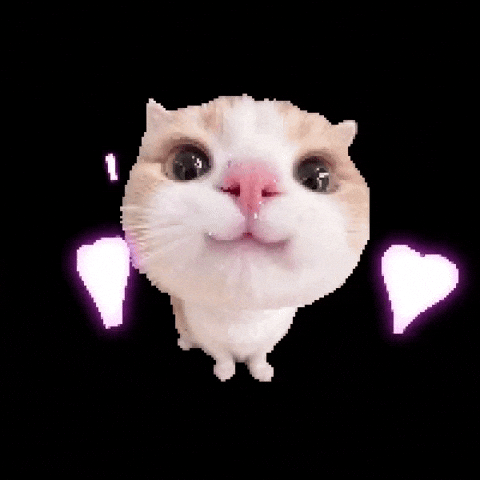 Cat Love GIF