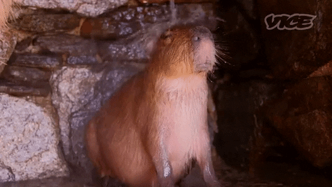 capybara meme gif