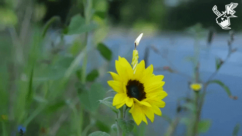 Greeting Happy Birthday GIF - Find & Share on GIPHY