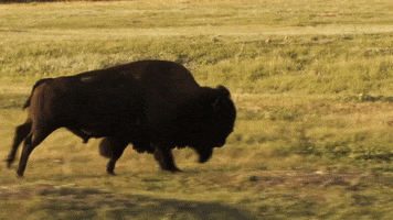 North Dakota State Bison GIF by NDSU Athletics