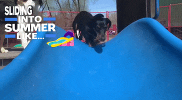 Thesecondpup GIF