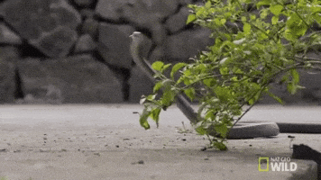 200.gif