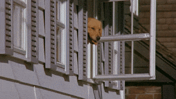 Air Bud Dogs GIF by Air Bud Entertainment