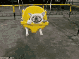 swing bulldog GIF