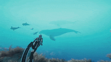 Coral Reef Dolphin GIF by Beyond Blue