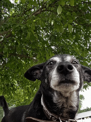 Cert GIF