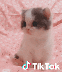 Chaton Gifs Get The Best Gif On Giphy