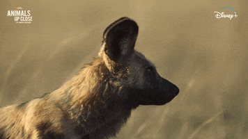Nat Geo Hunter GIF by National Geographic Channel