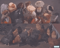 The Music Man Chickens GIF by Turner Classic Movies