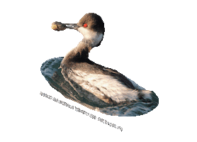 parcodeltapo Sticker