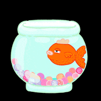 Goldfish-bowl GIFs - Get the best GIF on GIPHY