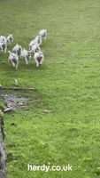 Run For It GIF by Herdy