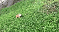 Roll Down Hill GIFs - Find & Share on GIPHY