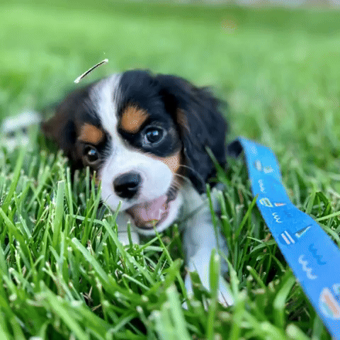 Dog GIF