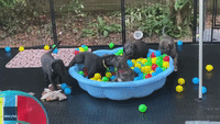 Playful Pups Have a Blast in Ball Pit