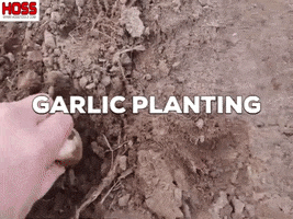 Garlic GIF
