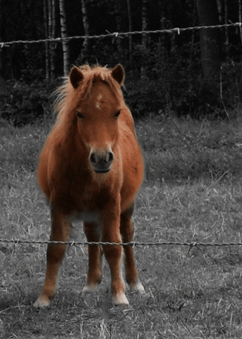 horse pony GIF by Head Like an Orange
