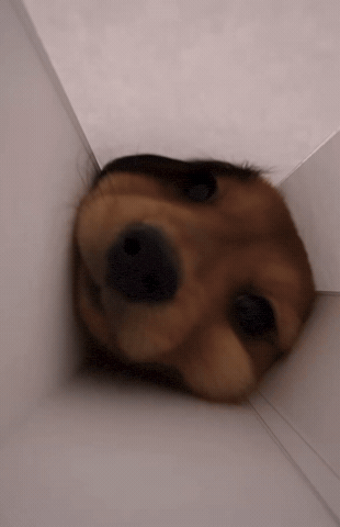 Dog Kiss GIF