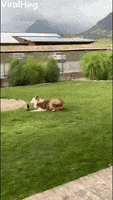 International Dog Day GIF by ViralHog
