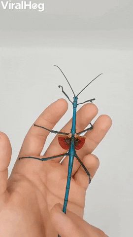 Blue Stick Insect Has Beautiful Wings GIF by ViralHog