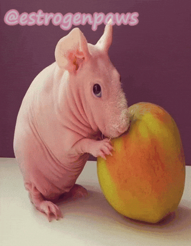 Guinea Pig Apple GIF