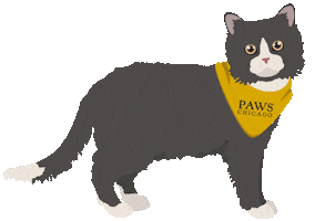 Cat Kitty Sticker by Merrick Pet Care