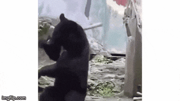 Bear GIF