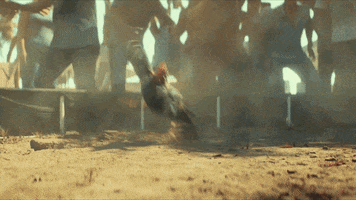 Shrug It Off Chicken Fight GIF by Xbox