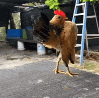 Chicken GIF