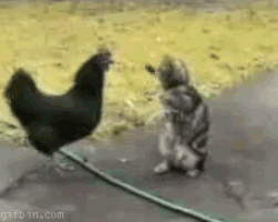 Video gif. Tabby cat stands on hind legs and bats at a combative chicken.