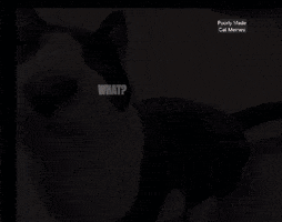 Cat What GIF