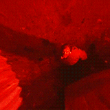 28 days later
